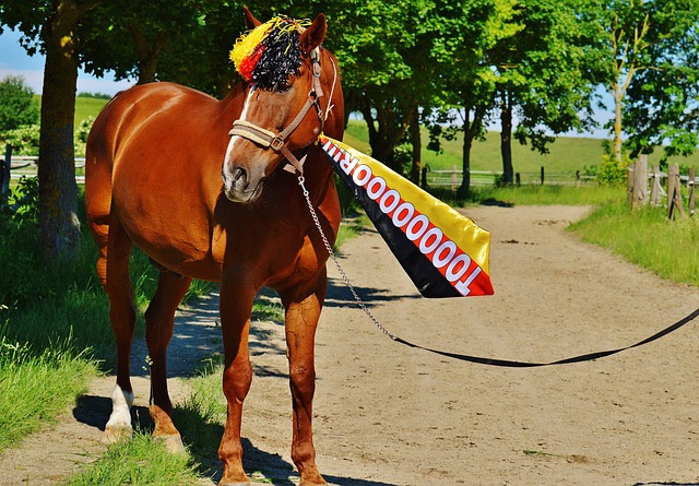 立自主的发 立自主的发